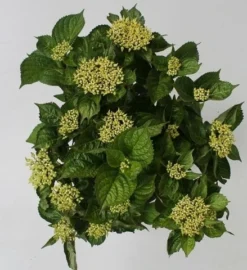 Hortensia Blue Boogiewoogie (Hydrangea 'Music Collection') 6 Hortensia Blue Boogiewoogie (Hydrangea 'Music Collection') -Tuinplantenwinkel hydrangea blue boogiewoogie 4 1 2