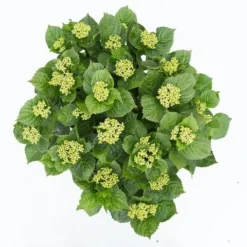 Hortensia Deep Purple Dance (Hydrangea 'Music Collection') -Tuinplantenwinkel hydrangea deep purple dance c5 3