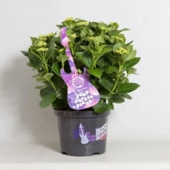 Hortensia Deep Purple Dance (Hydrangea 'Music Collection') 8 Hortensia Deep Purple Dance (Hydrangea 'Music Collection') -Tuinplantenwinkel hydrangea deep purple dance c5 4 1
