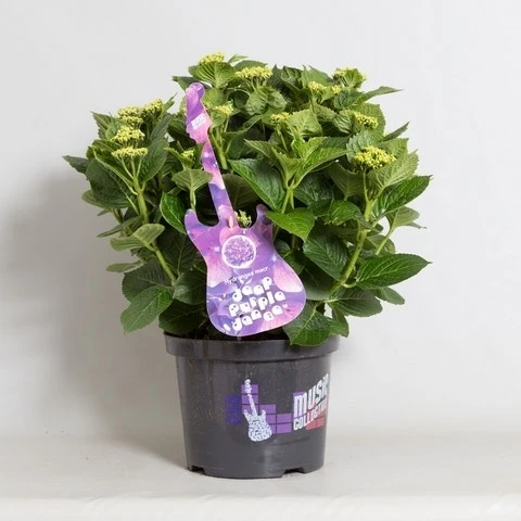 Hortensia Deep Purple Dance (Hydrangea 'Music Collection') 4 Hortensia Deep Purple Dance (Hydrangea 'Music Collection') - Afbeelding 4