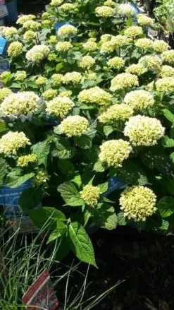 Hortensia (Hydrangea 'Endless Summer The Bride') 7 Hortensia (Hydrangea 'Endless Summer The Bride') -Tuinplantenwinkel hydrangea endless summer 1 1
