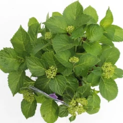 Hortensia Blauw (Hydrangea 'Forever&Ever') -Tuinplantenwinkel hydrangea forever ever blue boven bewerkt