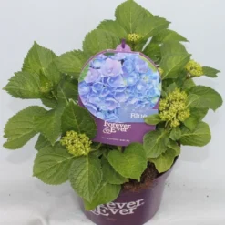 Hortensia Blauw (Hydrangea 'Forever&Ever') -Tuinplantenwinkel hydrangea forever ever blue voor bewerkt 1