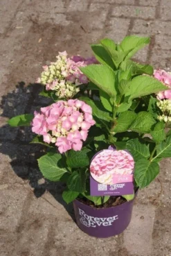 Hortensia Roze (Hydrangea 'Forever&Ever' Pink) -Tuinplantenwinkel hydrangea forever ever pink 3