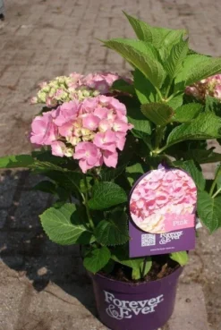 Hortensia Roze (Hydrangea 'Forever&Ever' Pink) -Tuinplantenwinkel hydrangea forever ever pink 4