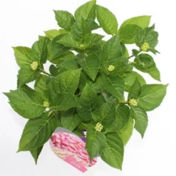 Hortensia Roze (Hydrangea 'Forever&Ever' Pink) -Tuinplantenwinkel hydrangea forever ever pink boven bewerkt
