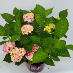 Hortensia Roze (Hydrangea 'Forever&Ever' Pink) -Tuinplantenwinkel hydrangea forever ever pink hoek 17 10 1