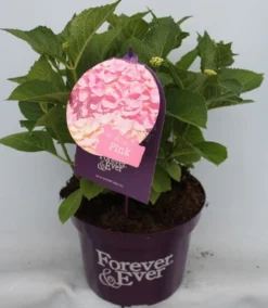 Hortensia Roze (Hydrangea 'Forever&Ever' Pink) -Tuinplantenwinkel hydrangea forever ever pink voor bewerkt 1