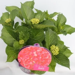 Hortensia Rood (Hydrangea 'Forever&Ever') -Tuinplantenwinkel hydrangea forever ever red hoek bewerkt 2