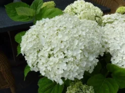 Hortensia (Hydrangea 'Strong Annabelle') -Tuinplantenwinkel hydrangea incrediball bloem