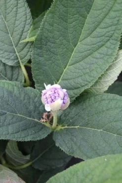 Hortensia (Hydrangea Involucrata) -Tuinplantenwinkel hydrangea involucrata 5