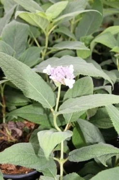 Hortensia (Hydrangea Involucrata) -Tuinplantenwinkel hydrangea involucrata 2