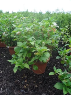 Hortensia (Hydrangea Macrophylla 'Soeur Therese') -Tuinplantenwinkel hydrangea macrophylla soeur therese c50