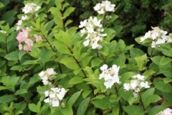 Pluimhortensia (Hydrangea Paniculata 'Dart's Little Dot') -Tuinplantenwinkel hydrangea paniculata darts little dot 4 1