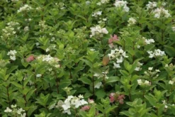 Pluimhortensia (Hydrangea Paniculata 'Dart's Little Dot') 21 Pluimhortensia (Hydrangea Paniculata 'Dart's Little Dot') -Tuinplantenwinkel hydrangea paniculata darts little dot 7