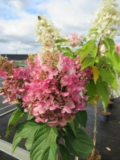 Pluimhortensia Op Stam (Hydrangea Paniculata 'Pinky Winky') -Tuinplantenwinkel hydrangea paniculata pinky winky 2 1 1