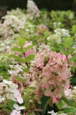 Pluimhortensia (Hydrangea Paniculata 'Unique') 13 Pluimhortensia (Hydrangea Paniculata 'Unique') -Tuinplantenwinkel hydrangea paniculata unique 1