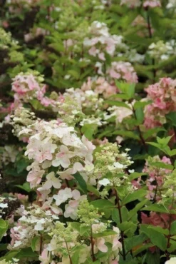Pluimhortensia (Hydrangea Paniculata 'Unique') 15 Pluimhortensia (Hydrangea Paniculata 'Unique') -Tuinplantenwinkel hydrangea paniculata unique 3