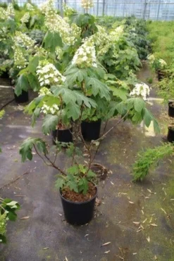 Eikenbladhortensia (Hydrangea Quercifolia) 21 Eikenbladhortensia (Hydrangea Quercifolia) -Tuinplantenwinkel hydrangea quercifolia
