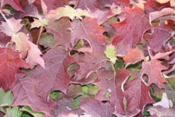 Eikenbladhortensia (Hydrangea Quercifolia) -Tuinplantenwinkel hydrangea quercifolia 1 1