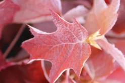 Eikenbladhortensia (Hydrangea Quercifolia) 17 Eikenbladhortensia (Hydrangea Quercifolia) -Tuinplantenwinkel hydrangea quercifolia 2