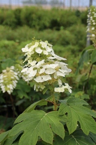 Eikenbladhortensia (Hydrangea Quercifolia) 4 Eikenbladhortensia (Hydrangea Quercifolia) - Afbeelding 4