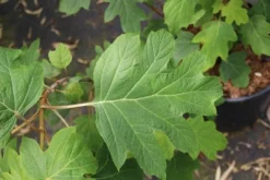 Eikenbladhortensia (Hydrangea Quercifolia) -Tuinplantenwinkel hydrangea quercifolia 4 1
