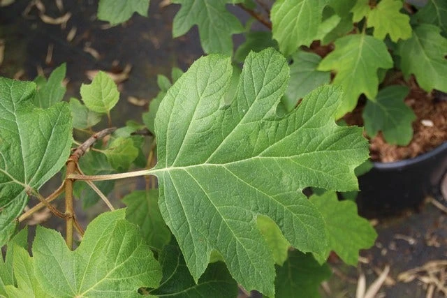 Eikenbladhortensia (Hydrangea Quercifolia) 12 Eikenbladhortensia (Hydrangea Quercifolia) - Afbeelding 12