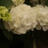 Hortensia (Hydrangea Macrophylla 'Schneeball')