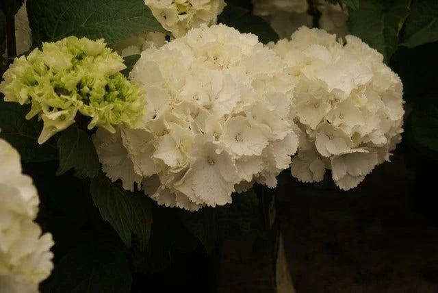 Hortensia (Hydrangea Macrophylla 'Schneeball') 1 Hortensia (Hydrangea Macrophylla 'Schneeball')