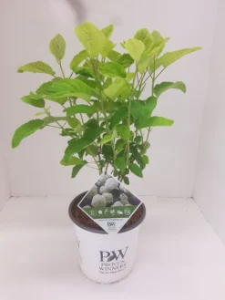 Hortensia (Hydrangea 'Strong Annabelle') -Tuinplantenwinkel hydrangea strong annabel 1