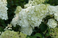 Pluimhortensia (Hydrangea Paniculata 'Sundae Fraise') 13 Pluimhortensia (Hydrangea Paniculata 'Sundae Fraise') -Tuinplantenwinkel hydrangea sundae fraise 02