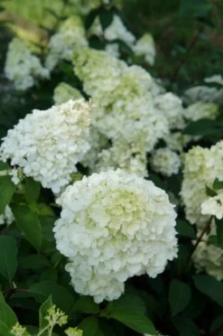 Pluimhortensia (Hydrangea Paniculata 'Sundae Fraise') 15 Pluimhortensia (Hydrangea Paniculata 'Sundae Fraise') -Tuinplantenwinkel hydrangea sundae fraise 03