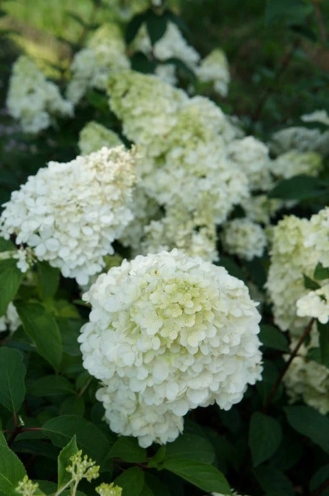 Pluimhortensia (Hydrangea Paniculata 'Sundae Fraise') 8 Pluimhortensia (Hydrangea Paniculata 'Sundae Fraise') - Afbeelding 8