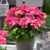 Hortensia Rood (Hydrangea 'Forever&Ever')
