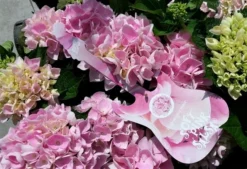Hortensia Soft Pink Salsa (Hydrangea 'Music Collection') -Tuinplantenwinkel hydrangeasoftpinksalsa01 1 1