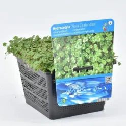 Waternavel (Hydrocotyle Novae-zealandiae) -Tuinplantenwinkel hydrocotyle nova zealandiae 18x18 20180403224236