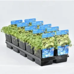 Bonte Waternavel (Hydrocotyle Sib. 'Variegata')