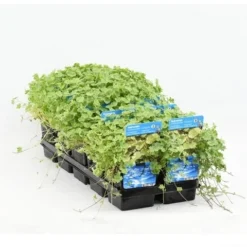 Bonte Waternavel (Hydrocotyle Sib. 'Variegata') -Tuinplantenwinkel hydrocotyle sib. var. 20180424214355