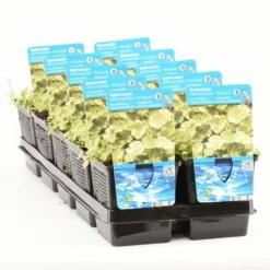 Bonte Waternavel (Hydrocotyle Sib. 'Variegata') -Tuinplantenwinkel hydrocotyle sib. var. t