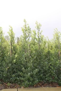 Hulst (Ilex Aquifolium 'Alaska') 9 Hulst (Ilex Aquifolium 'Alaska') -Tuinplantenwinkel ilex a alaska 150 175