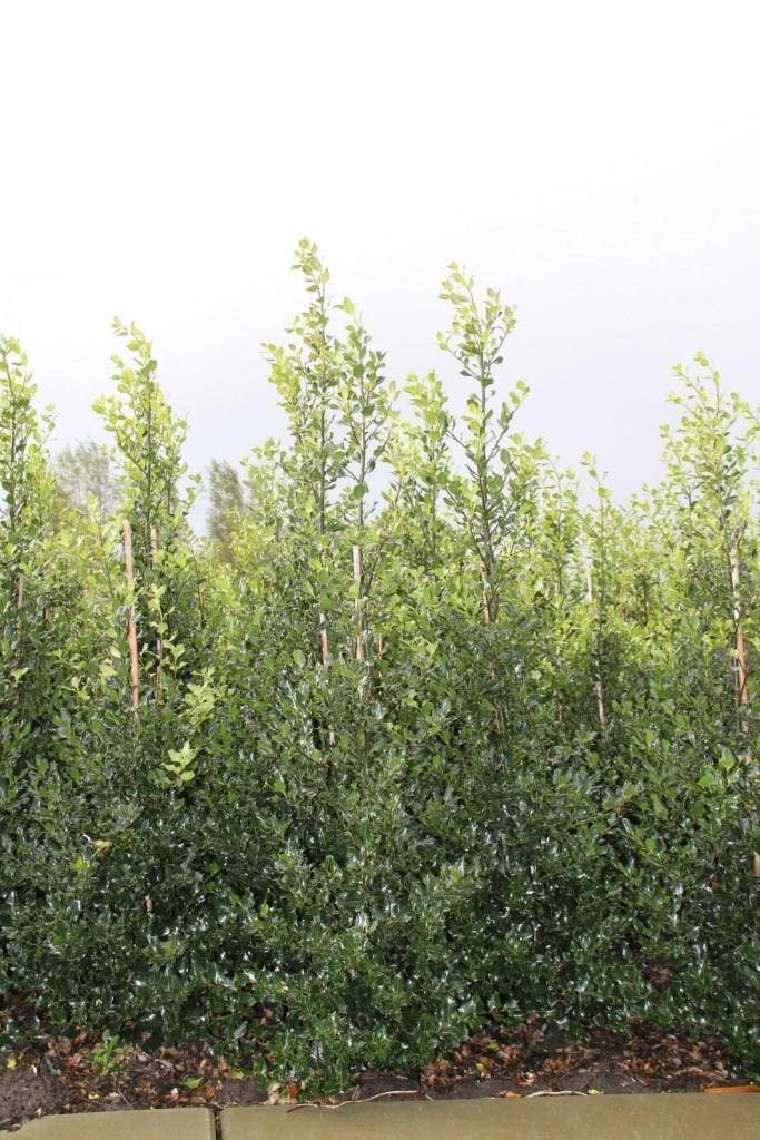 Hulst (Ilex Aquifolium 'Alaska') 4 Hulst (Ilex Aquifolium 'Alaska') - Afbeelding 4