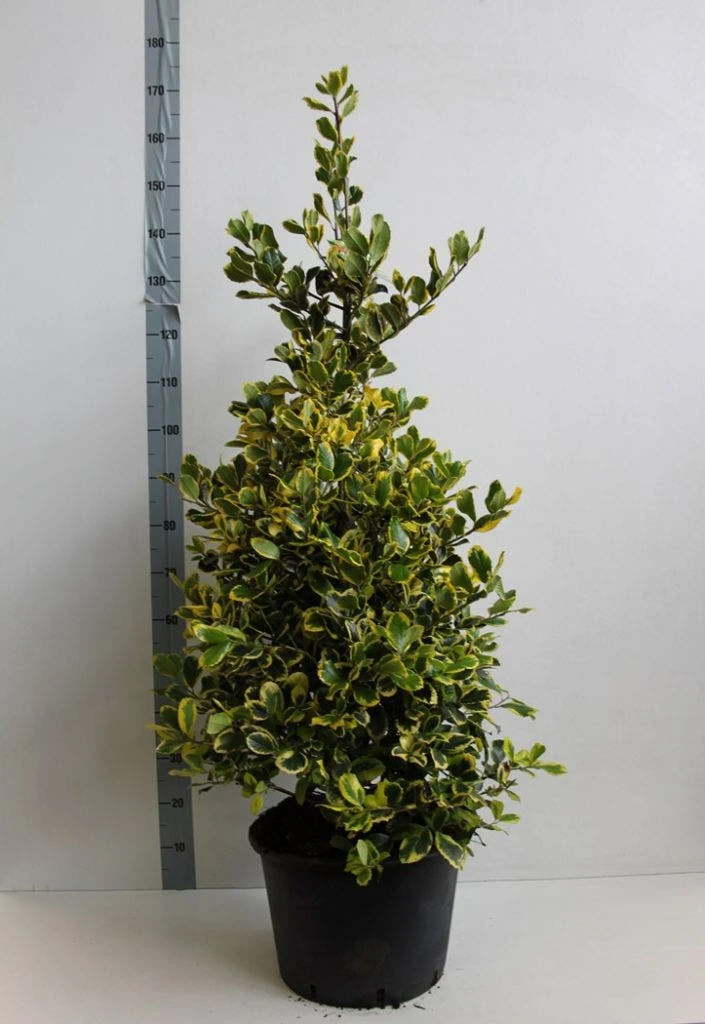 Hulst (Ilex Altaclerensis 'Golden King') 3 Hulst (Ilex Altaclerensis 'Golden King') - Afbeelding 3