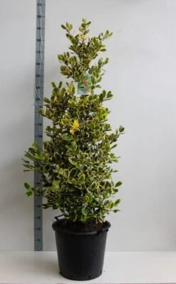 Hulst (Ilex Altaclerensis 'Golden King') 8 Hulst (Ilex Altaclerensis 'Golden King') -Tuinplantenwinkel ilex a golden king 125 150 cm 30l kopie kopie 1 1