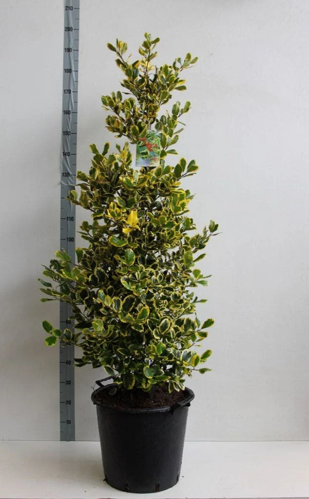Hulst (Ilex Altaclerensis 'Golden King') 4 Hulst (Ilex Altaclerensis 'Golden King') - Afbeelding 4