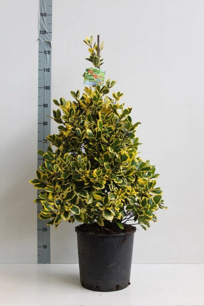 Hulst (Ilex Altaclerensis 'Golden King') 2 Hulst (Ilex Altaclerensis 'Golden King') - Afbeelding 2