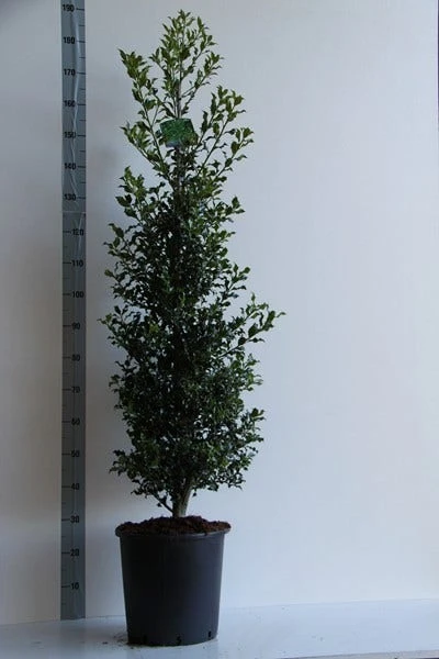 Hulst (Ilex Aquifolium 'Alaska') 2 Hulst (Ilex Aquifolium 'Alaska') - Afbeelding 2
