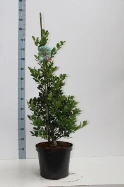 Hulst (Ilex Aquifolium J.C. Van Tol) 11 Hulst (Ilex Aquifolium J.C. Van Tol) -Tuinplantenwinkel ilex aq jc van tol 60 80 c7.5l v kopie 2 kopie 2