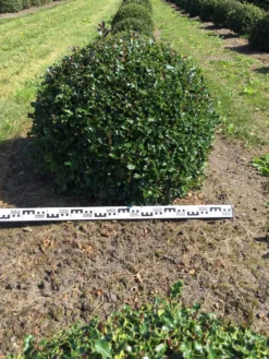 Hulst Als Bolvorm (Ilex Aquifolium) -Tuinplantenwinkel ilex aquifolium 90 cm breed bol drkl 1