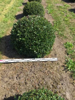 Hulst Als Bolvorm (Ilex Aquifolium) -Tuinplantenwinkel ilex aquifolium 90 cm breed bol drkl 3